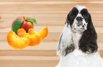 Можно ли давать собаке персики