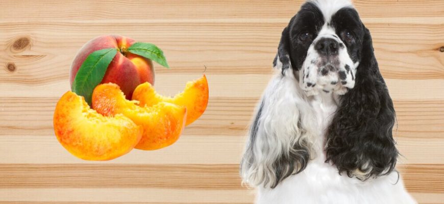 Можно ли давать собаке персики