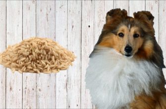 Можно ли кормить собаку коричневым рисом?