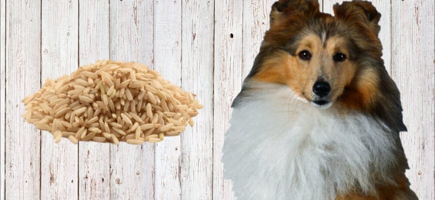 Можно ли кормить собаку коричневым рисом?