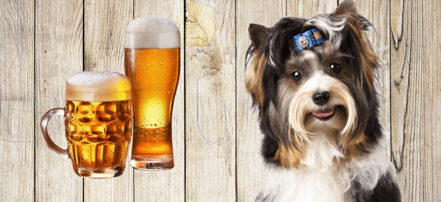 Можно ли собакам пиво?