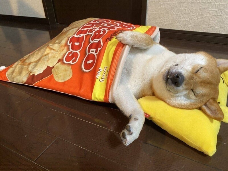 Собака спит укрытая пачкой из под чипсов