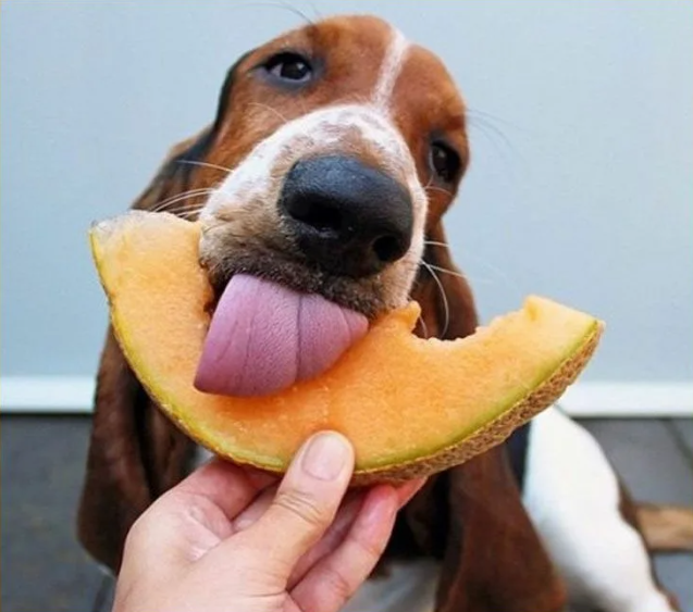 Собака ест дыню