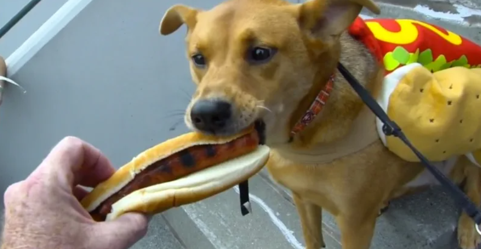Собака ест хот-дог с руки хозяина
