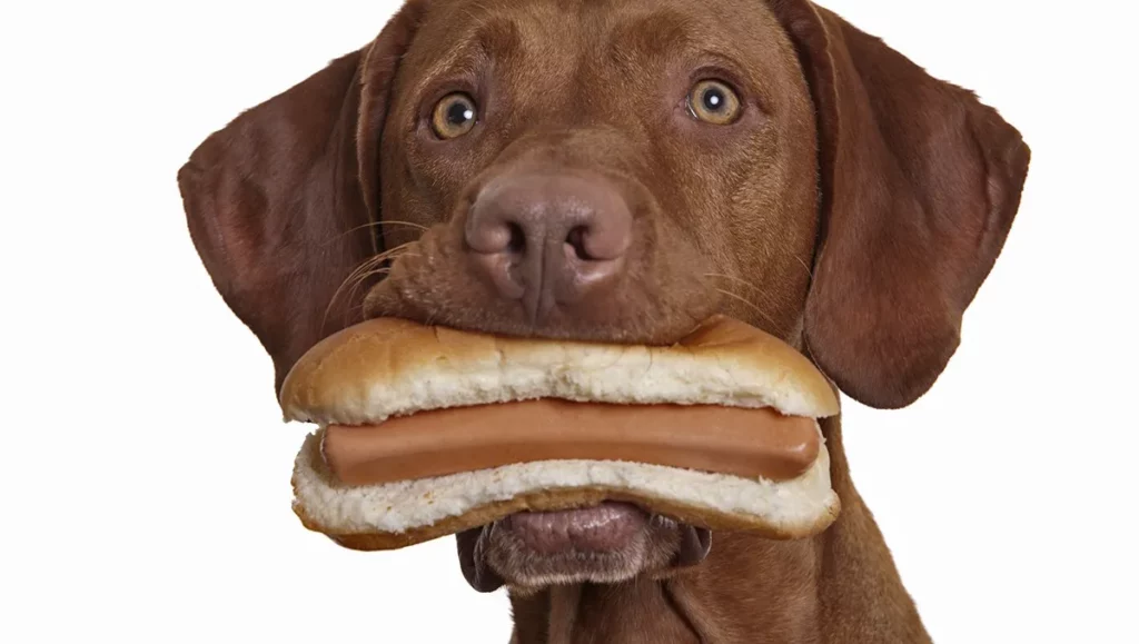 Собака ест хот-дог