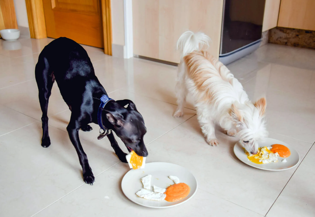 Собаки едят яичницу с тарелок