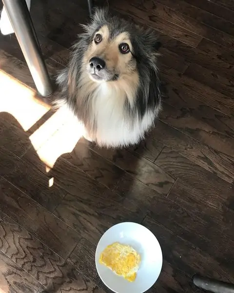Собаке дают есть яичницу