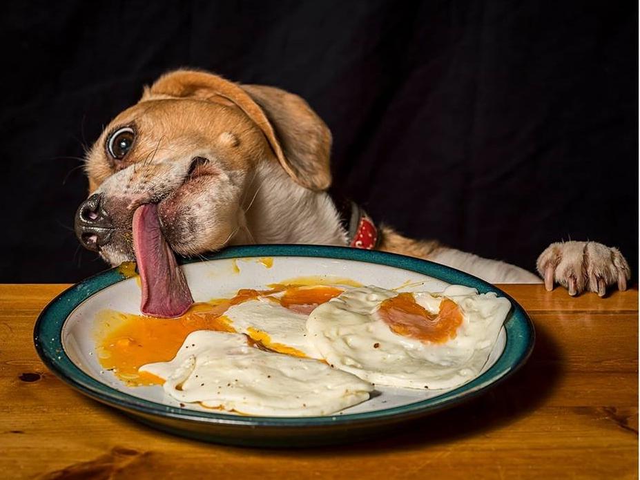 Собака ест яичницу за столом