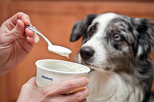 Собаку кормят йогуртом с ложки