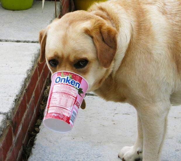 Собака ест йогурт