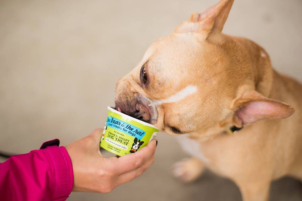 Собака ест йогурт с руки хозяйки