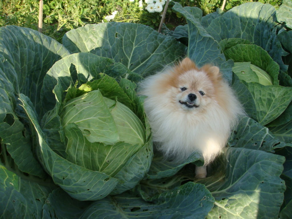 Собака сидит рядом с капустой