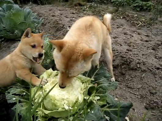 Собака ест капусту на грядке