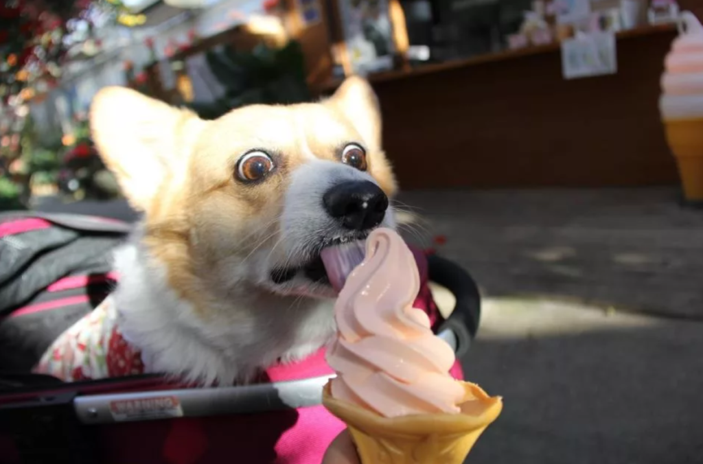 Собака ест клубничное мороженое