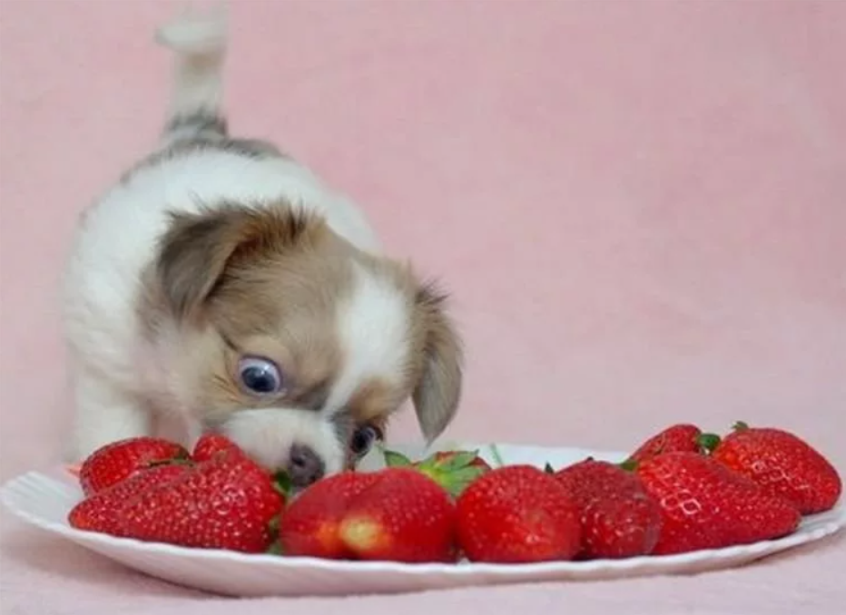 Собачка ест клубнику с тарелки