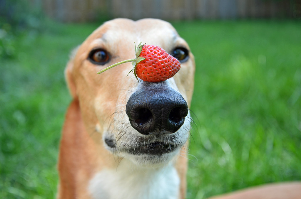 Собака держит клубнику на носу