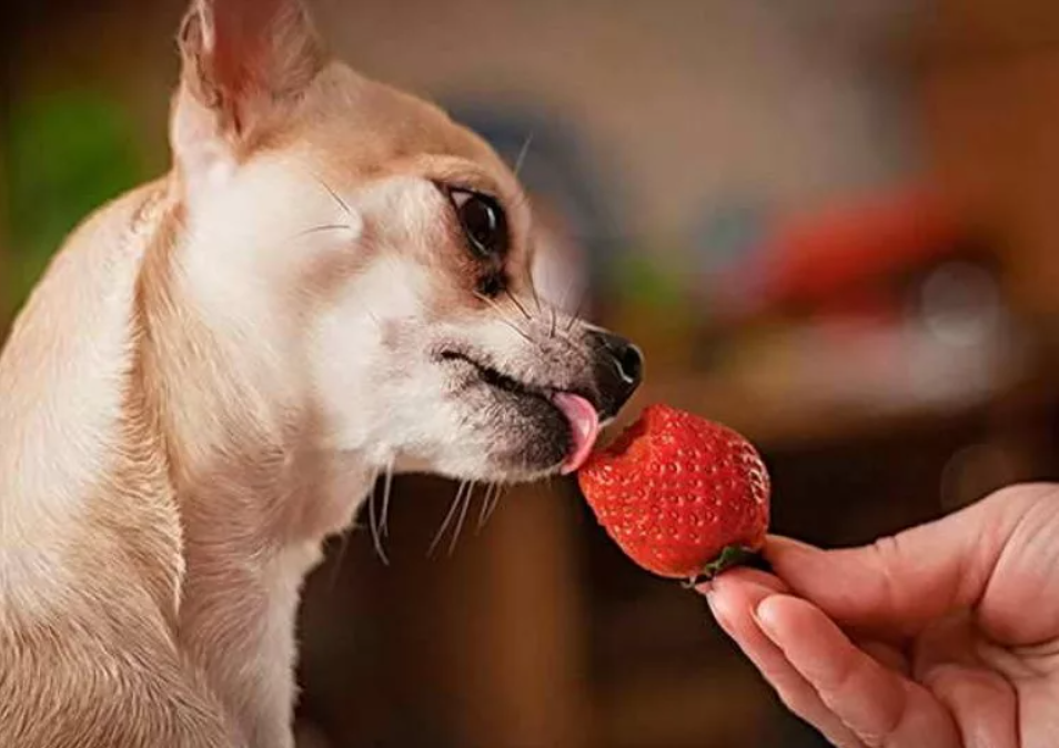 Собаку кормят свежей клубникой