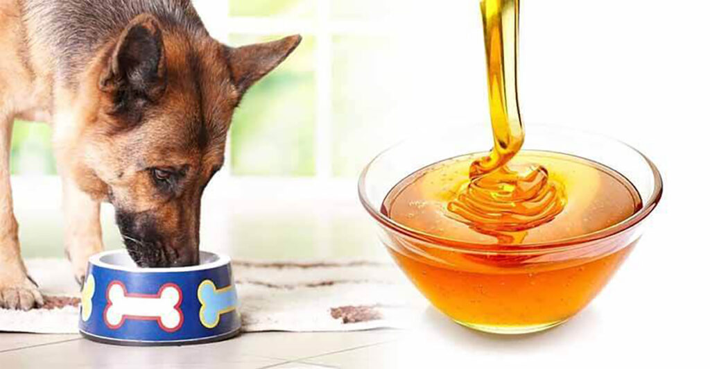 Собака ест мед фото