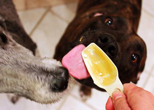 Собаки едят мед фото