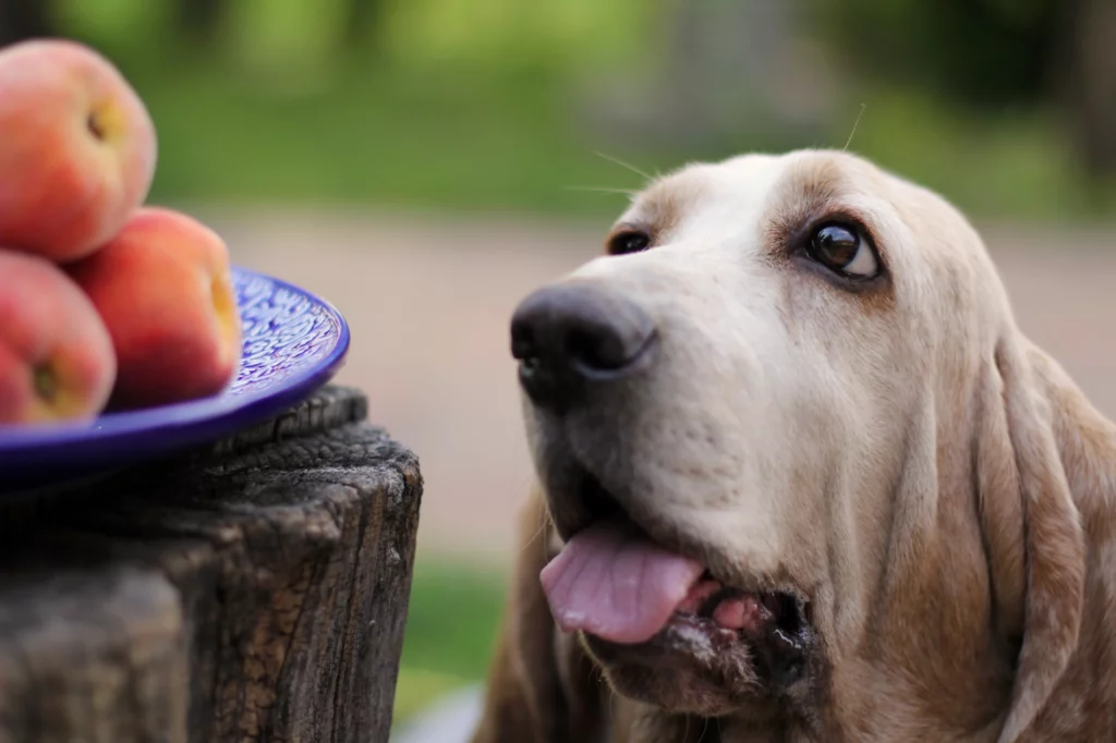 Собака смотрит на персики