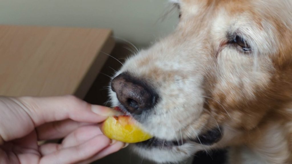 Собака ест персик с руки хозяйки