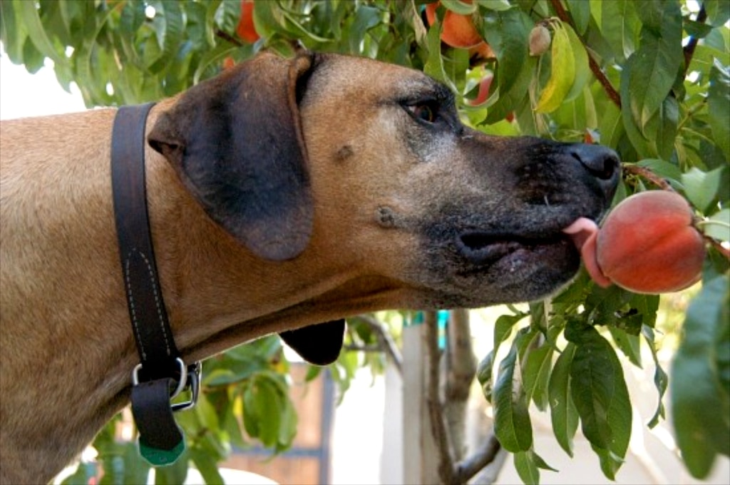 Собака облизывает персик на дереве