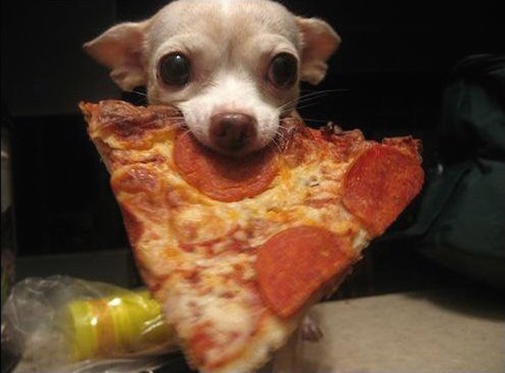 Собака держит во рту кусок пиццы