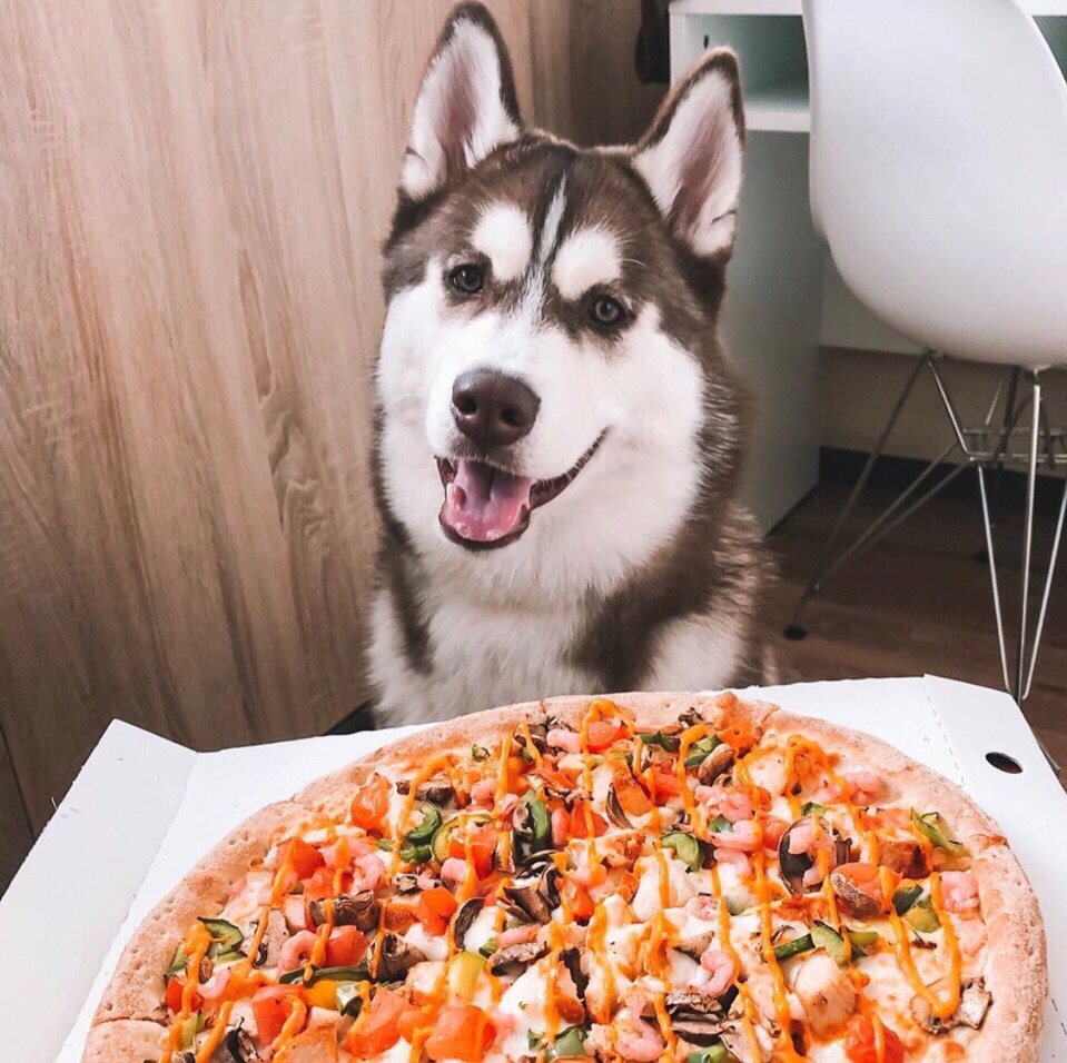 Собака смотрит на горячую пиццу