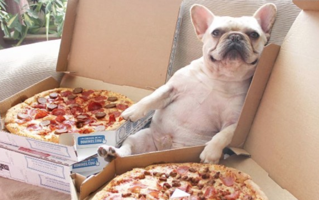 Собака сидит возле пиццы