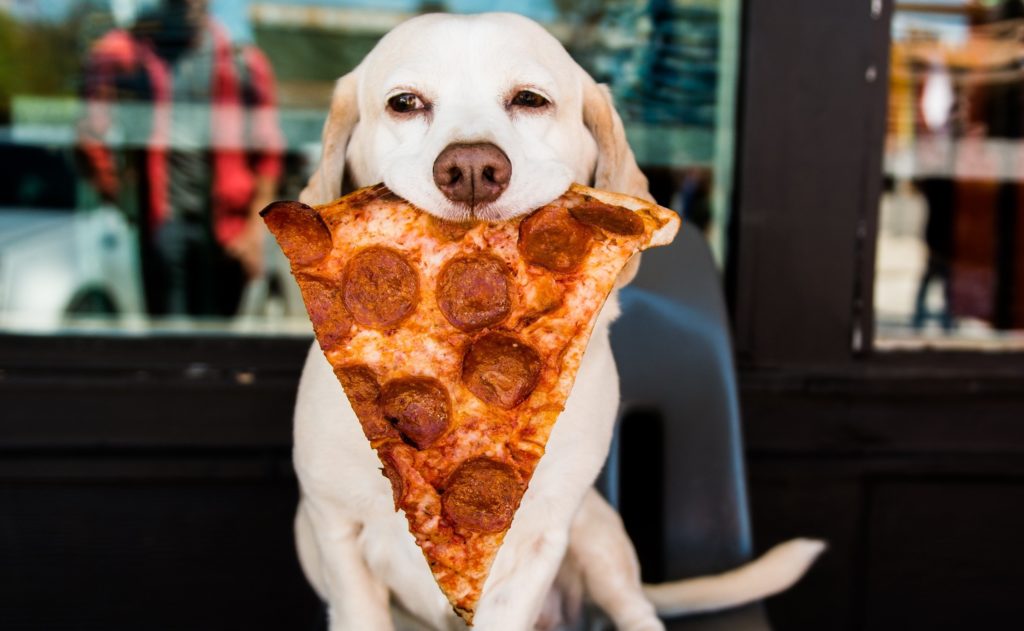 Собака держит во рту пиццу