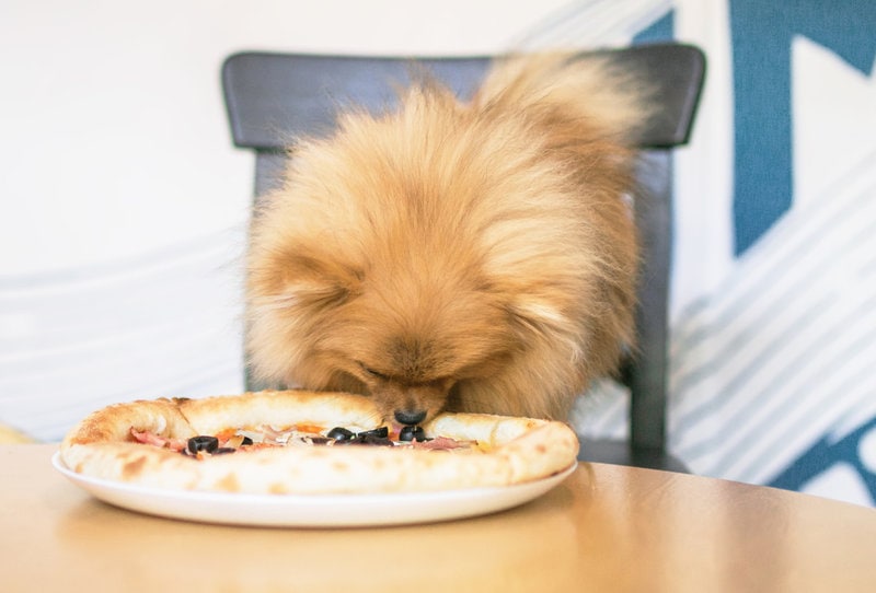 Собака ест целую пиццу