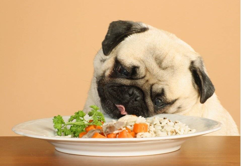 Собака ест рис с тарелки
