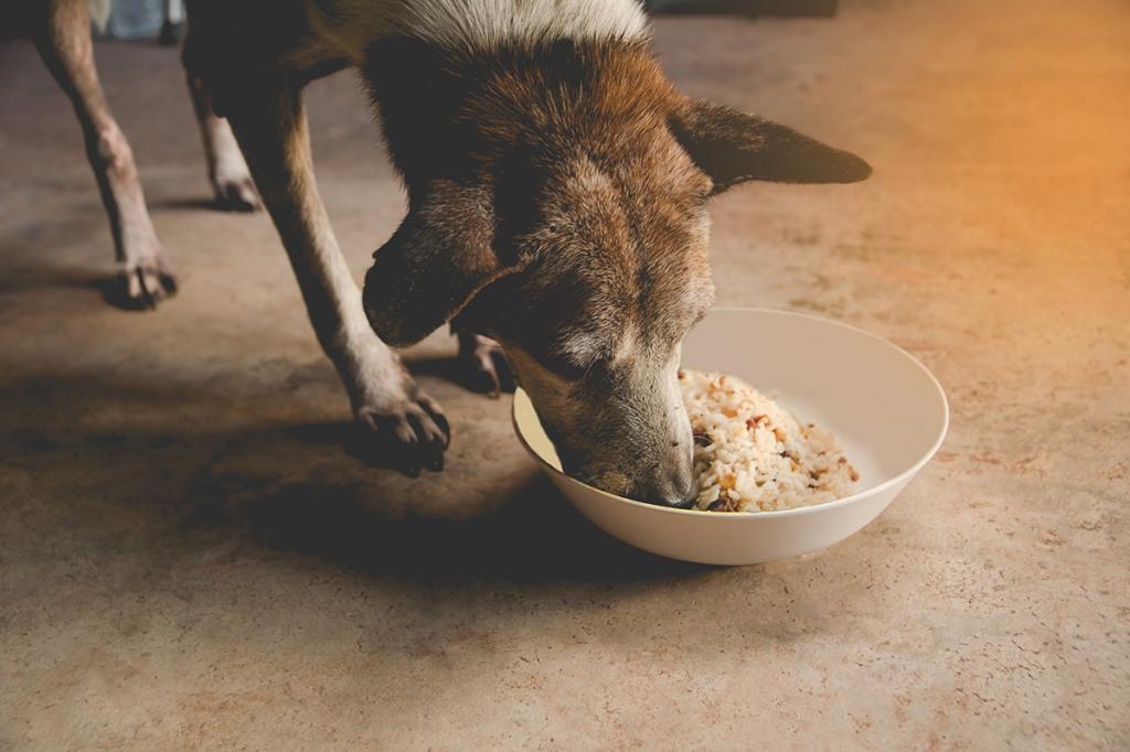Собака ест рис с миски