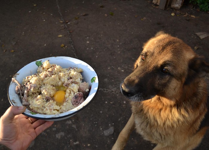 Собаке дают рисовую кашу с мясом