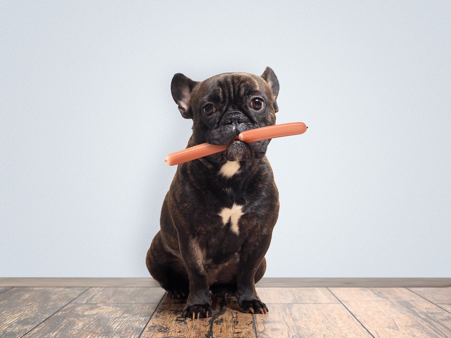 Собака ест венскую сосиску