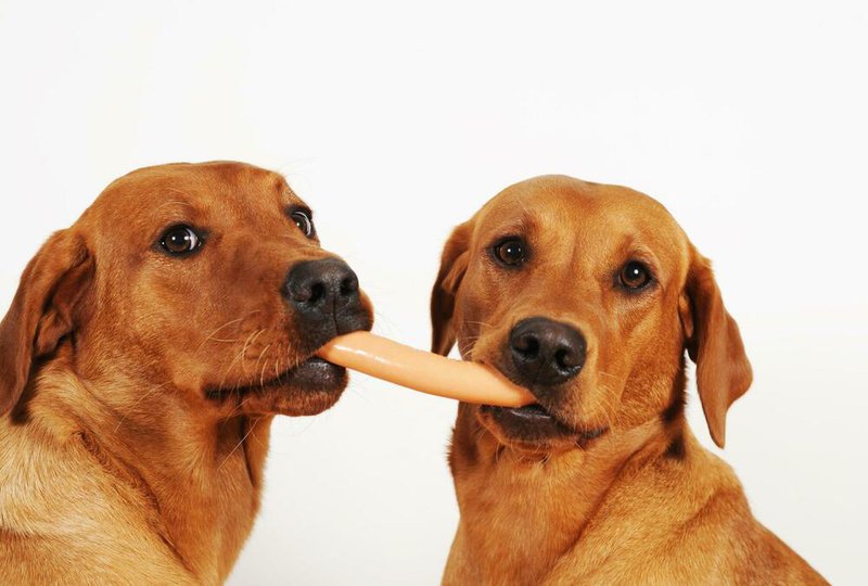 Собаки едят сосиску
