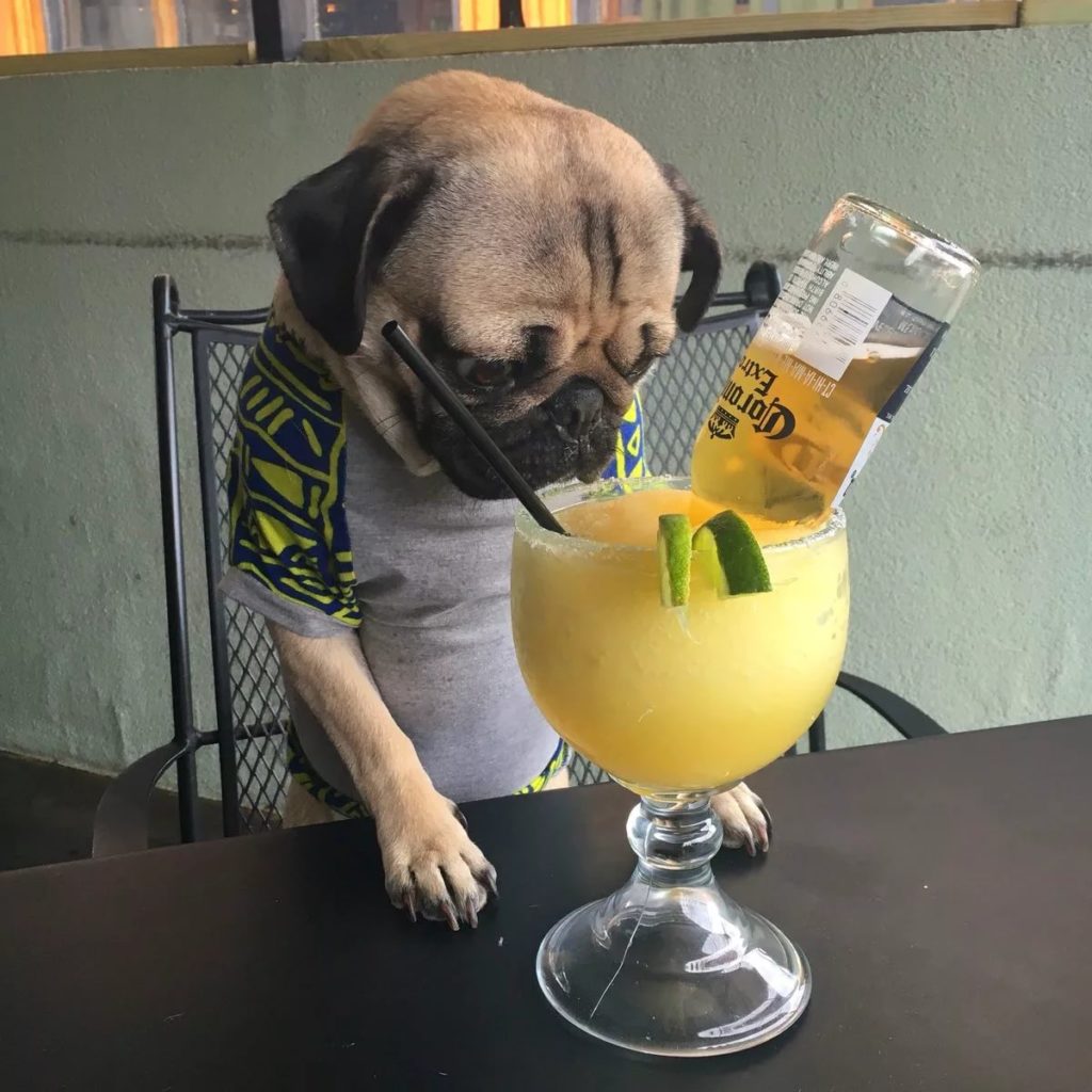 Собака пьет ананасовый сок