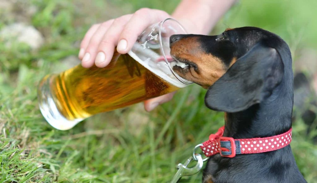 Собака пьет пиво с кружки