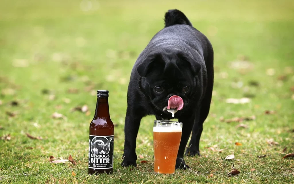 Собака пьет алкогольное пиво с кружки
