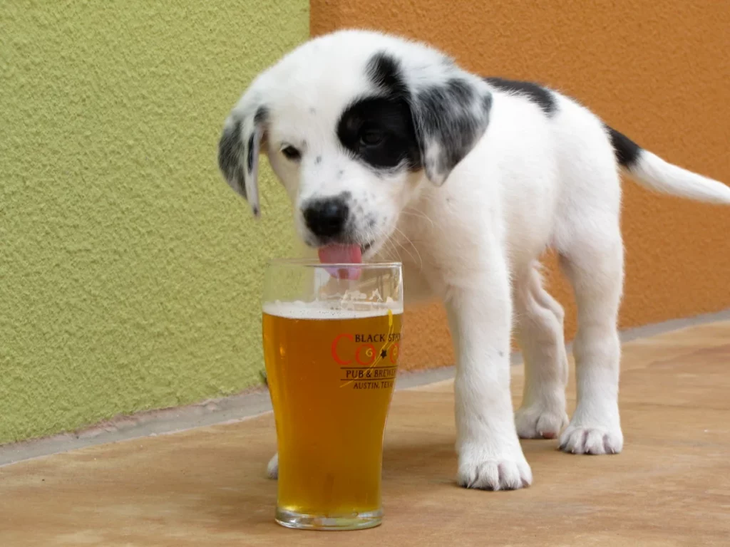 Щенок пьет пиво с пивной кружки