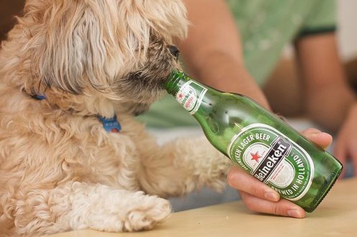 Собака пьет пиво с бутылки