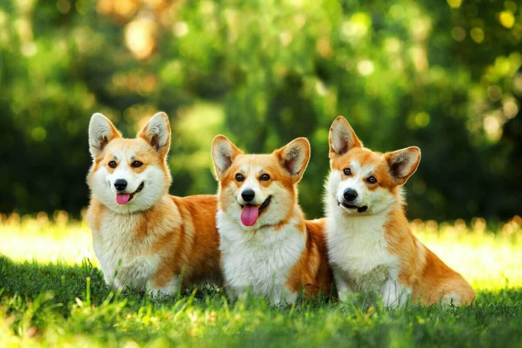 Вельш-корги пемброк фото собак