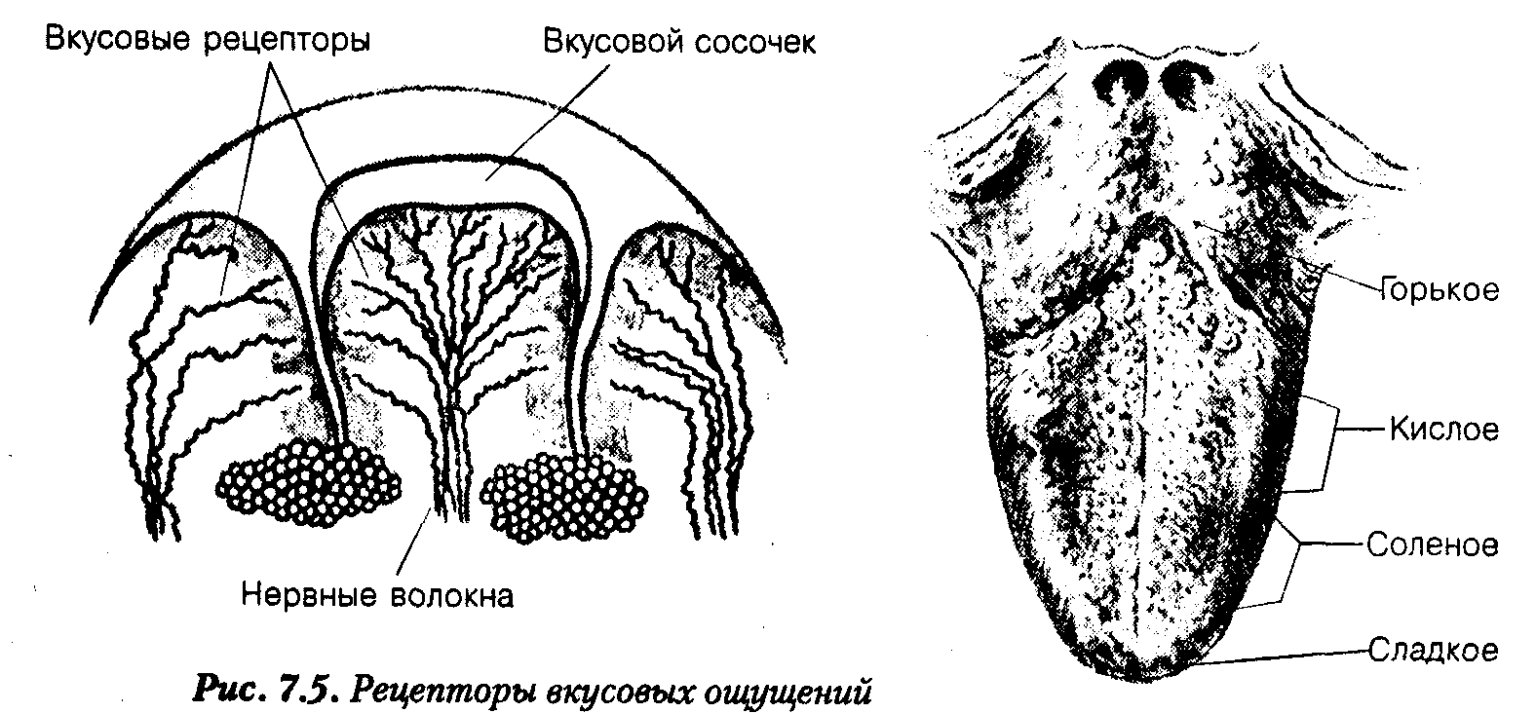 Рисунок языка вкусовые рецепторы