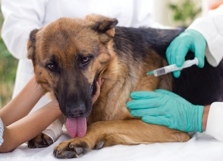 Бешенство у собак - вакцинация животных
