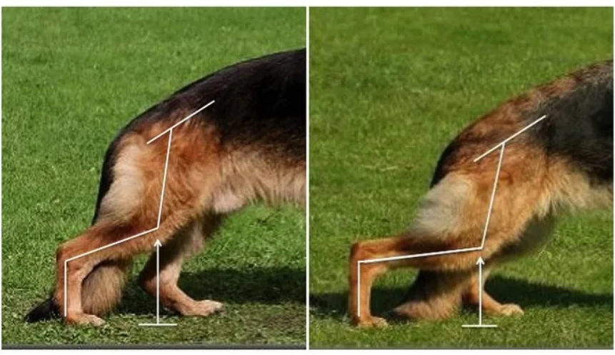 Дисплазия тазобедренного сустава у собак, фото овчарки