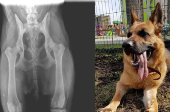 Дисплазия тазобедренного сустава у собак: симптомы и лечение