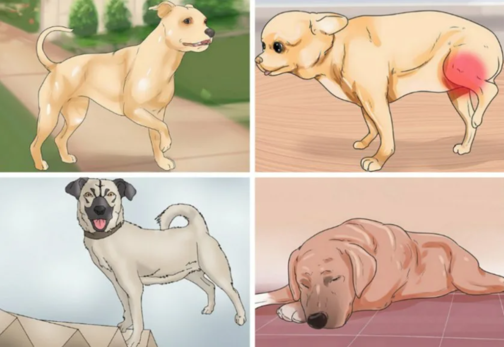 Дисплазия тазобедренного сустава у собак, симптомы