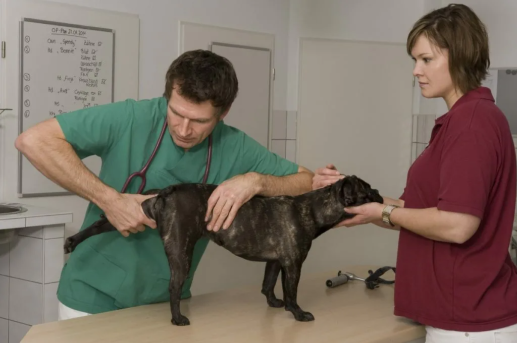 Дисплазия тазобедренного сустава у собак, лечение болезни