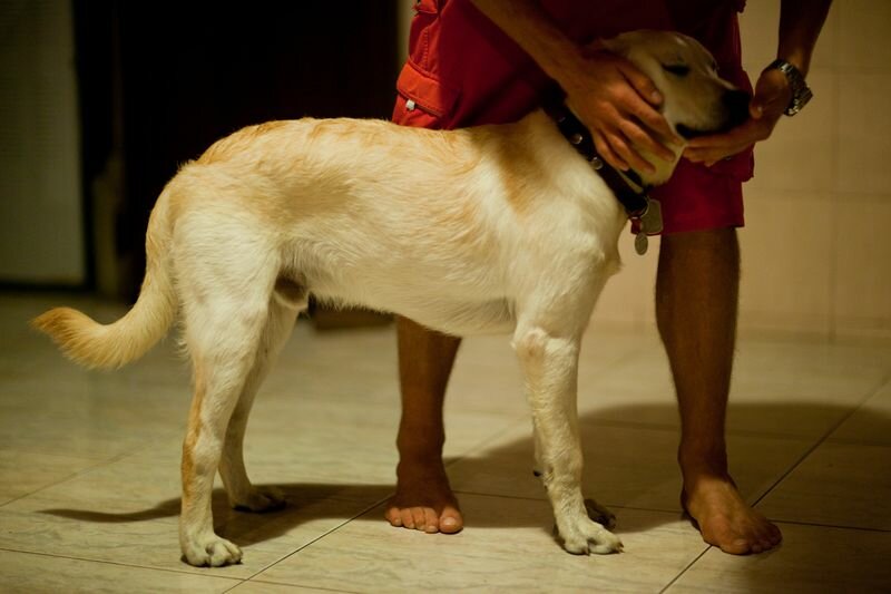 Дисплазия тазобедренного сустава у собак