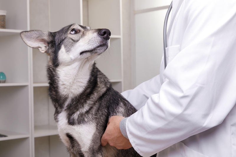 Лечение заворота желудка у собак